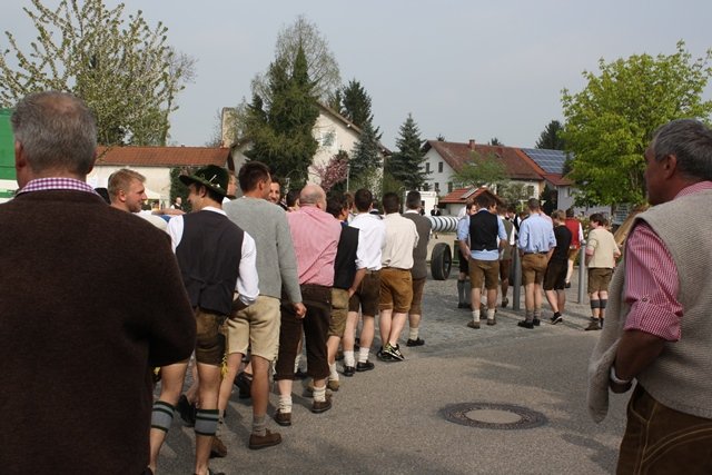 Maibaum 2013